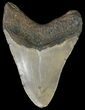 Megalodon Tooth - North Carolina #67111-2